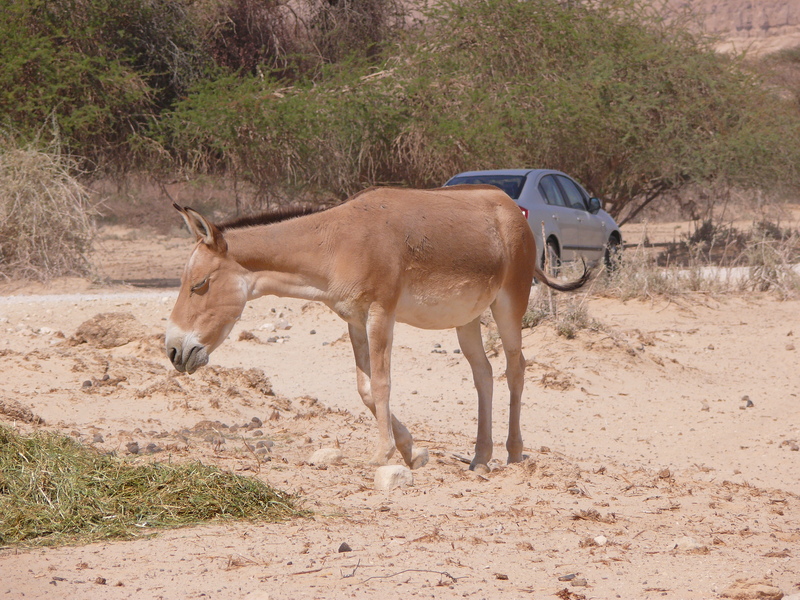 Persian onager (Equus hemionus onager); DISPLAY FULL IMAGE.