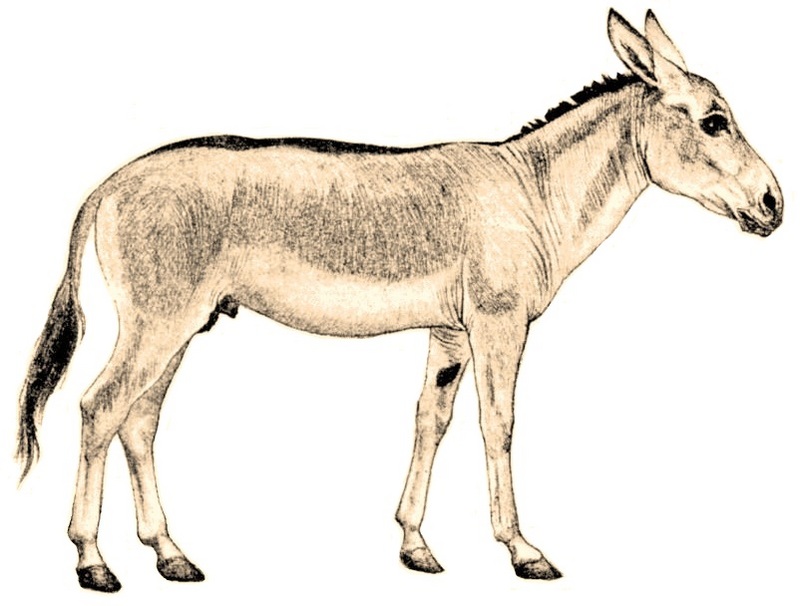 Persian onager (Equus hemionus onager); DISPLAY FULL IMAGE.