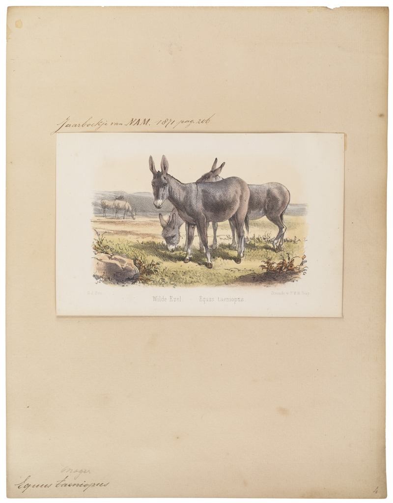 Persian onager (Equus hemionus onager); DISPLAY FULL IMAGE.