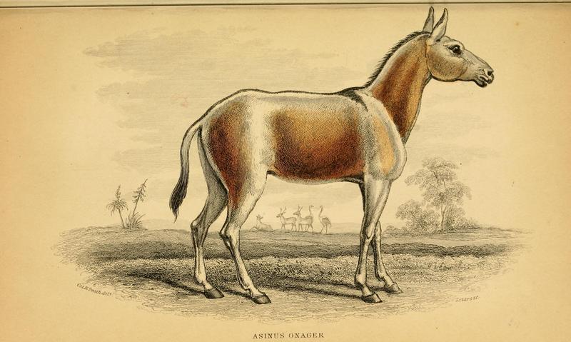 Persian onager (Equus hemionus onager); DISPLAY FULL IMAGE.