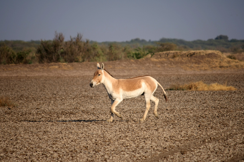 Indian wild ass (Equus hemionus khur); DISPLAY FULL IMAGE.