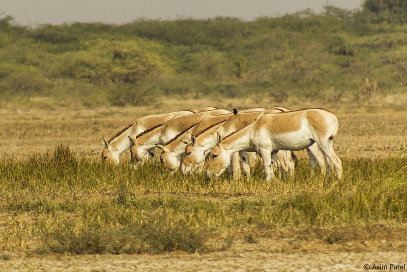 Indian wild ass (Equus hemionus khur); DISPLAY FULL IMAGE.