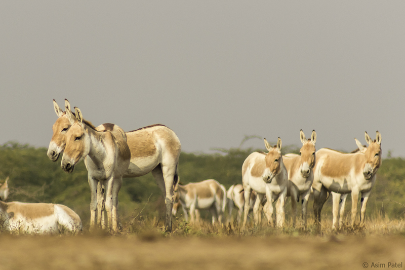Indian wild ass (Equus hemionus khur); DISPLAY FULL IMAGE.