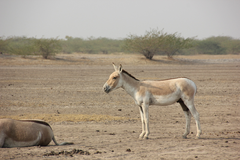 Indian wild ass (Equus hemionus khur); DISPLAY FULL IMAGE.