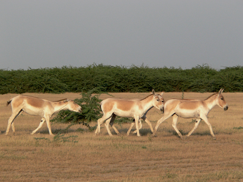 Indian wild ass (Equus hemionus khur); DISPLAY FULL IMAGE.