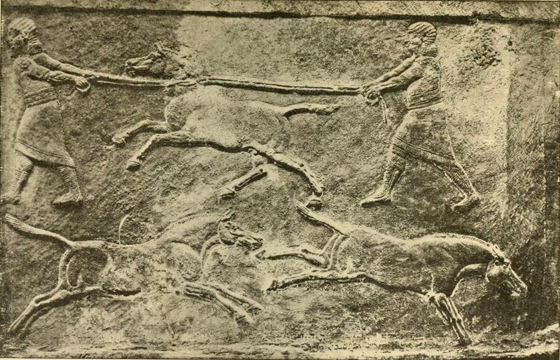 Syrian wild ass (Equus hemionus hemippus); DISPLAY FULL IMAGE.