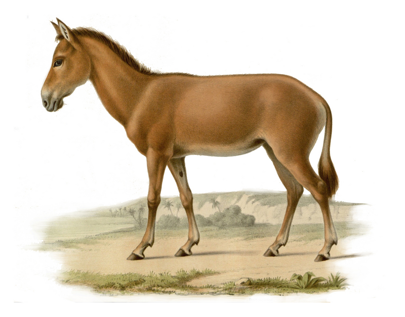 Syrian wild ass (Equus hemionus hemippus); DISPLAY FULL IMAGE.