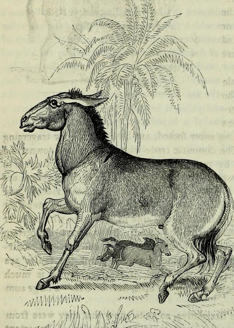 Syrian wild ass (Equus hemionus hemippus); DISPLAY FULL IMAGE.