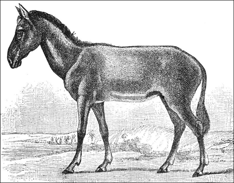 Syrian wild ass (Equus hemionus hemippus); DISPLAY FULL IMAGE.