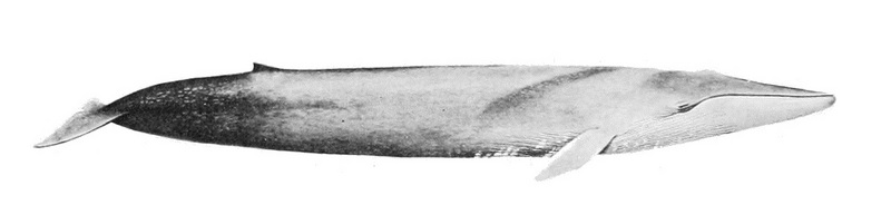 blue whale (Balaenoptera musculus); DISPLAY FULL IMAGE.