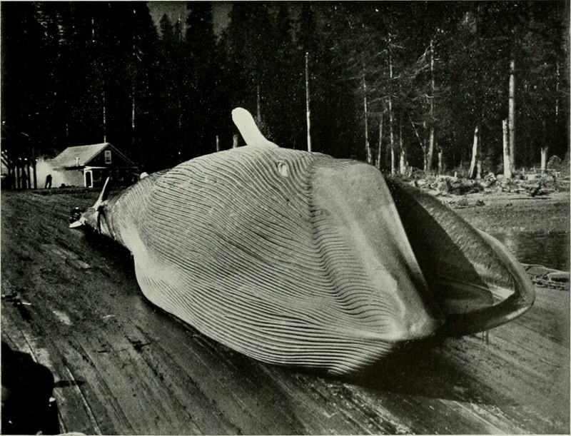 blue whale (Balaenoptera musculus); DISPLAY FULL IMAGE.