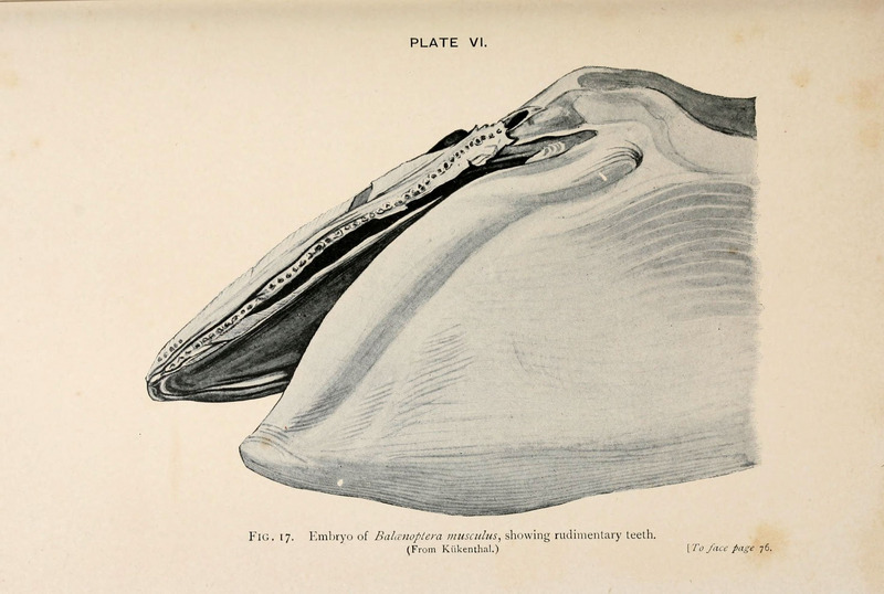 blue whale (Balaenoptera musculus); DISPLAY FULL IMAGE.