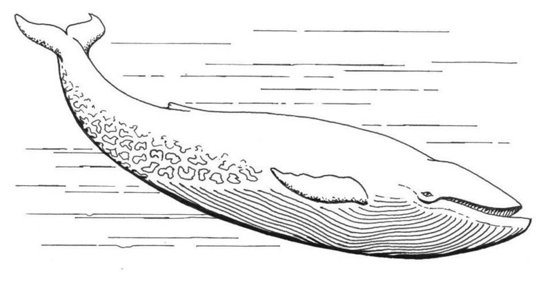 blue whale (Balaenoptera musculus); DISPLAY FULL IMAGE.