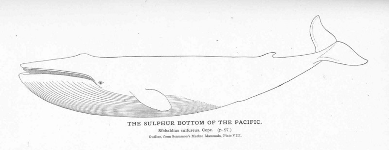 blue whale (Balaenoptera musculus); DISPLAY FULL IMAGE.