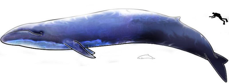 blue whale (Balaenoptera musculus); DISPLAY FULL IMAGE.