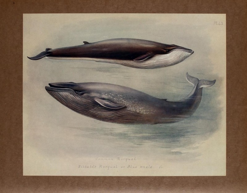 fin whale (Balaenoptera physalus), blue whale (Balaenoptera musculus); DISPLAY FULL IMAGE.