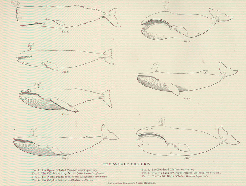 sperm whale (Physeter macrocephalus), gray whale (Eschrichtius robustus), humpback whale (Megaptera novaeangliae), blue whale (Balaenoptera musculus), bowhead whale (Balaena mysticetus), fin whale (Balaenoptera physalus), North Pacific right whale (Eubalaena japonica); DISPLAY FULL IMAGE.