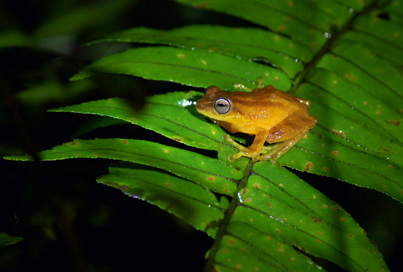 Coorg yellow bush frog (Raorchestes luteolus); DISPLAY FULL IMAGE.