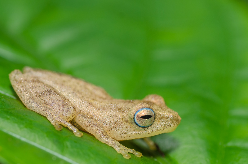 Coorg yellow bush frog (Raorchestes luteolus); DISPLAY FULL IMAGE.
