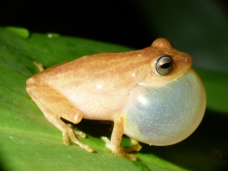 Coorg yellow bush frog (Raorchestes luteolus); DISPLAY FULL IMAGE.