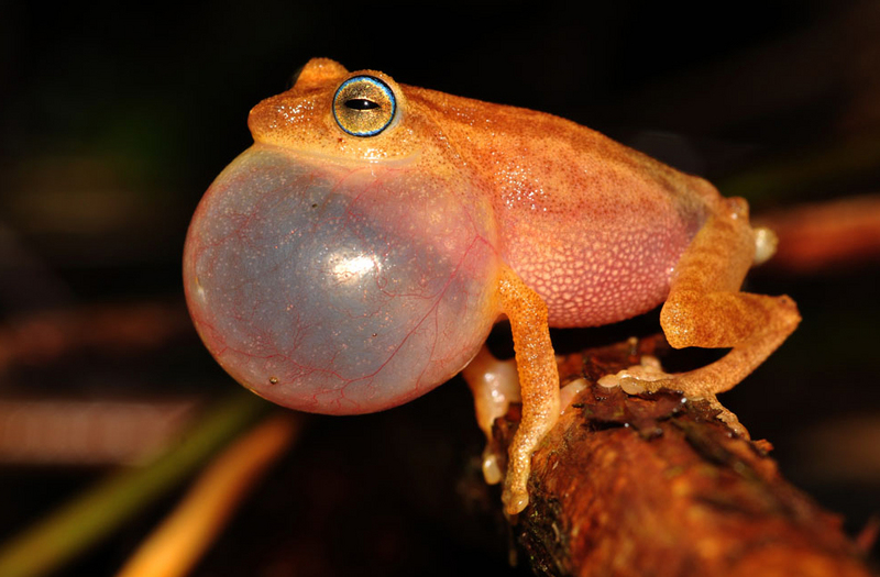 Coorg yellow bush frog (Raorchestes luteolus); DISPLAY FULL IMAGE.