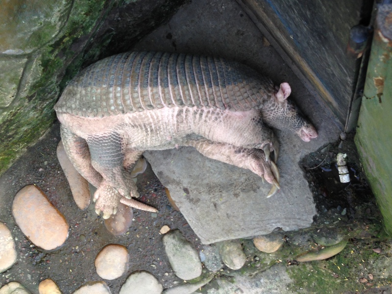 sleeping giant armadillo (Priodontes maximus); DISPLAY FULL IMAGE.