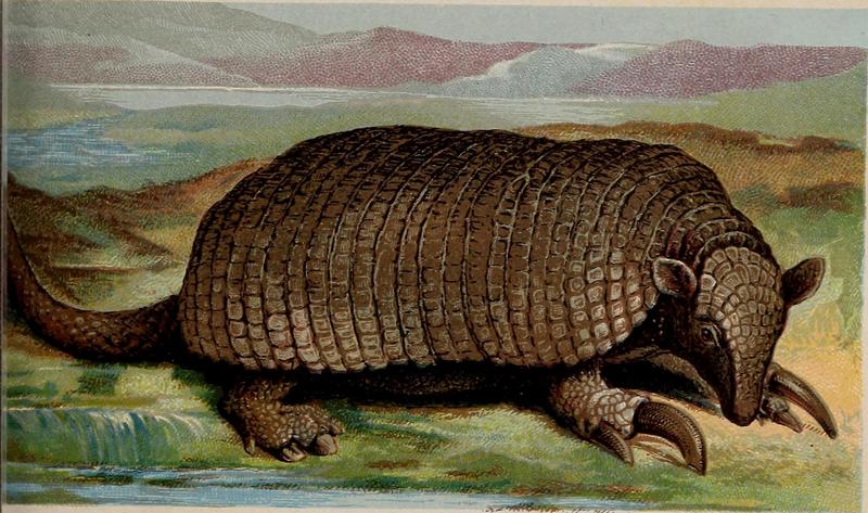 giant armadillo (Priodontes maximus); DISPLAY FULL IMAGE.