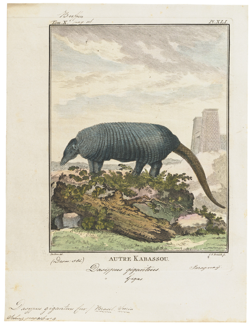 giant armadillo (Priodontes maximus); DISPLAY FULL IMAGE.