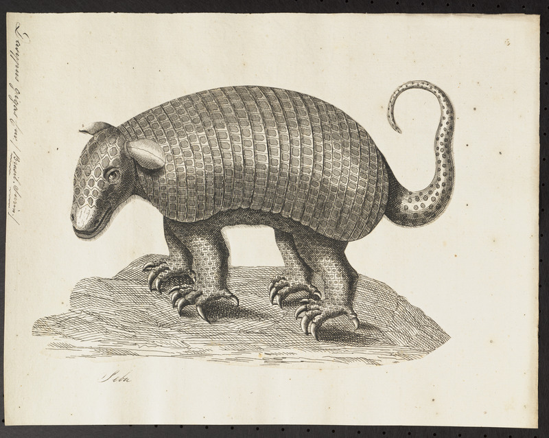 giant armadillo (Priodontes maximus); DISPLAY FULL IMAGE.