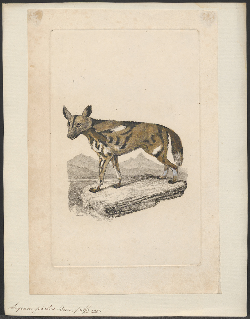 African wild dog (Lycaon pictus); DISPLAY FULL IMAGE.
