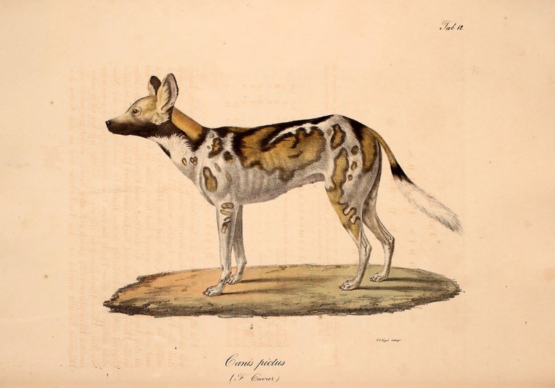African wild dog (Lycaon pictus); DISPLAY FULL IMAGE.