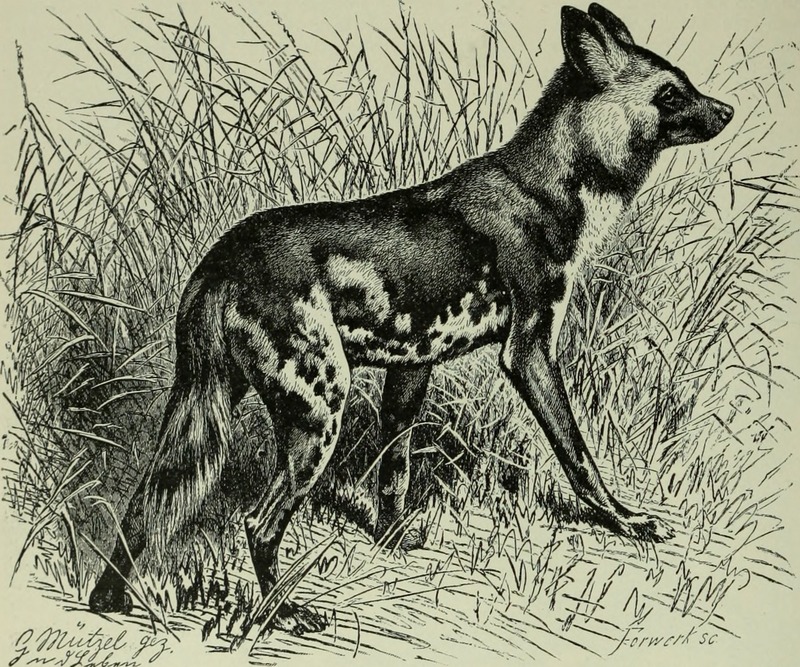 African wild dog (Lycaon pictus); DISPLAY FULL IMAGE.
