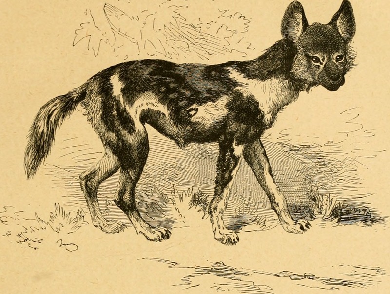 African wild dog (Lycaon pictus); DISPLAY FULL IMAGE.