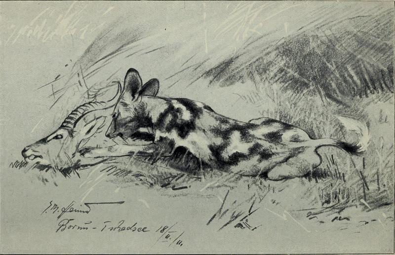 African wild dog (Lycaon pictus); DISPLAY FULL IMAGE.
