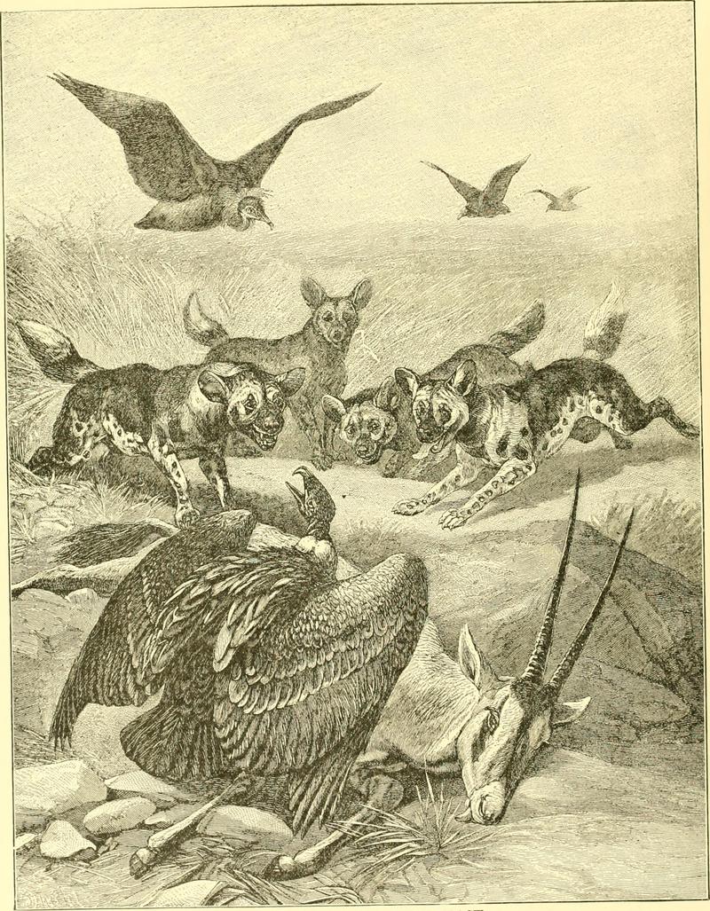 African wild dog (Lycaon pictus), Cape vulture (Gyps coprotheres), gemsbok (Oryx gazella); DISPLAY FULL IMAGE.