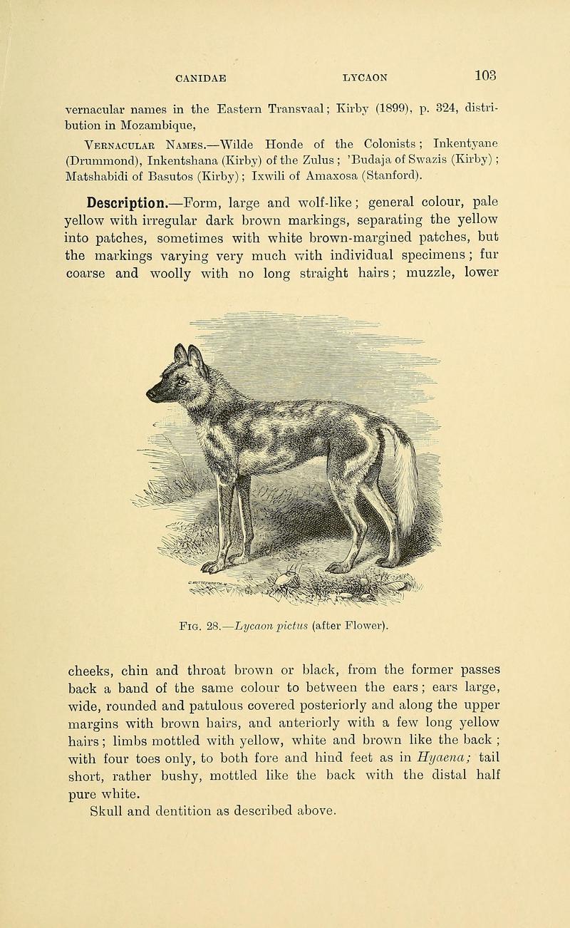 African wild dog (Lycaon pictus); DISPLAY FULL IMAGE.