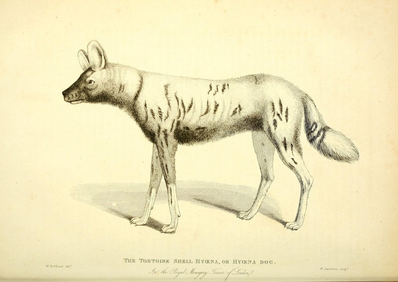 African wild dog (Lycaon pictus); DISPLAY FULL IMAGE.