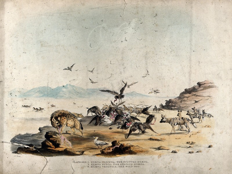 spotted hyena (Crocuta crocuta), striped hyena (Hyaena hyaena), African wild dog (Lycaon pictus), Vultures: Egyptian vulture, red-headed vulture, cape vulture; DISPLAY FULL IMAGE.