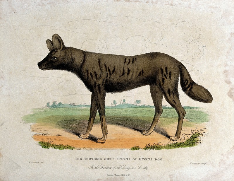 African wild dog (Lycaon pictus); DISPLAY FULL IMAGE.