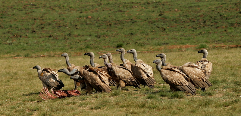 Cape griffon, Kolbe's vulture (Gyps coprotheres); DISPLAY FULL IMAGE.