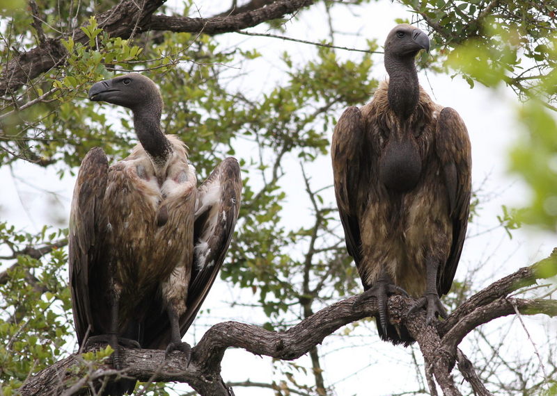 Cape griffon, Kolbe's vulture (Gyps coprotheres); DISPLAY FULL IMAGE.