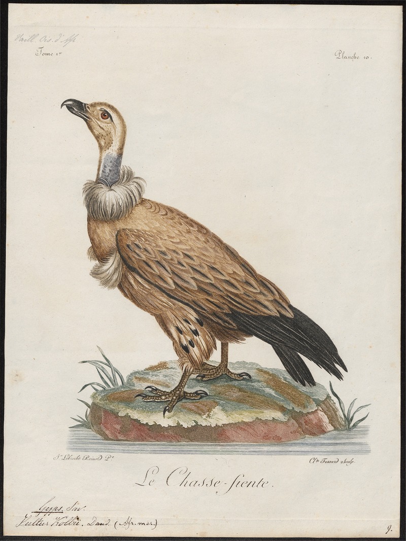 Cape griffon, Kolbe's vulture (Gyps coprotheres); DISPLAY FULL IMAGE.