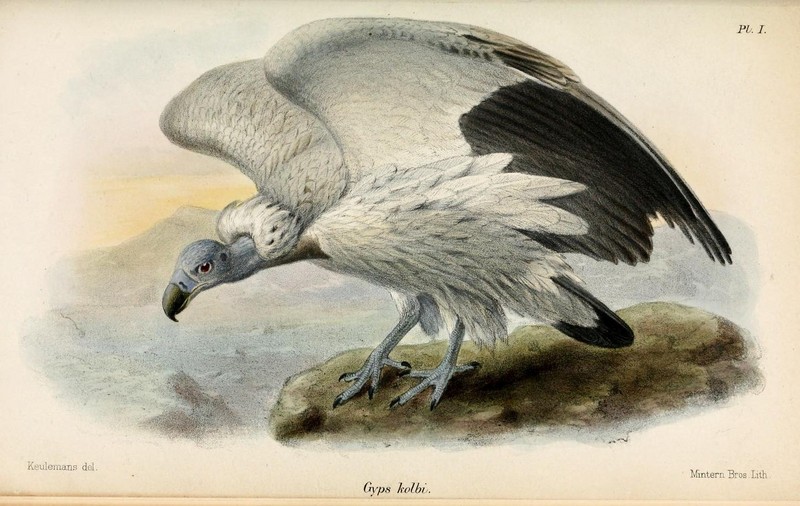 Cape griffon, Kolbe's vulture (Gyps coprotheres); DISPLAY FULL IMAGE.