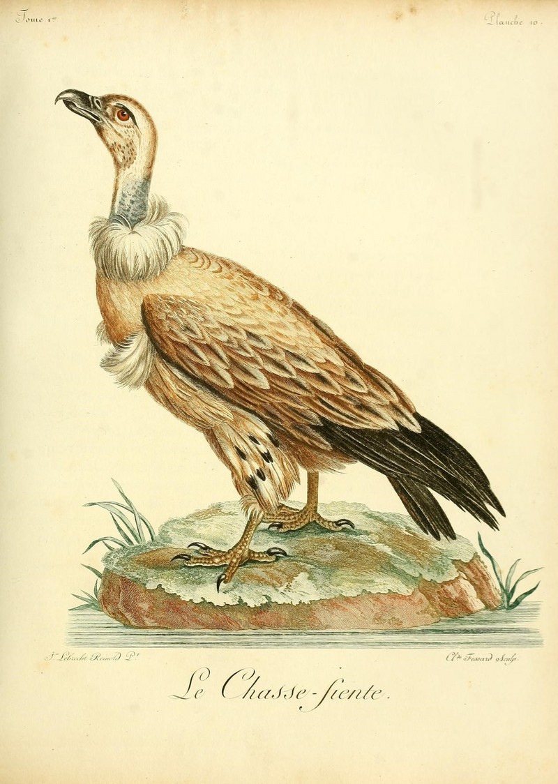 Cape griffon, Kolbe's vulture (Gyps coprotheres); DISPLAY FULL IMAGE.