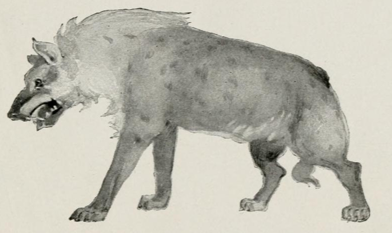 cave hyena (Crocuta crocuta spelaea); DISPLAY FULL IMAGE.