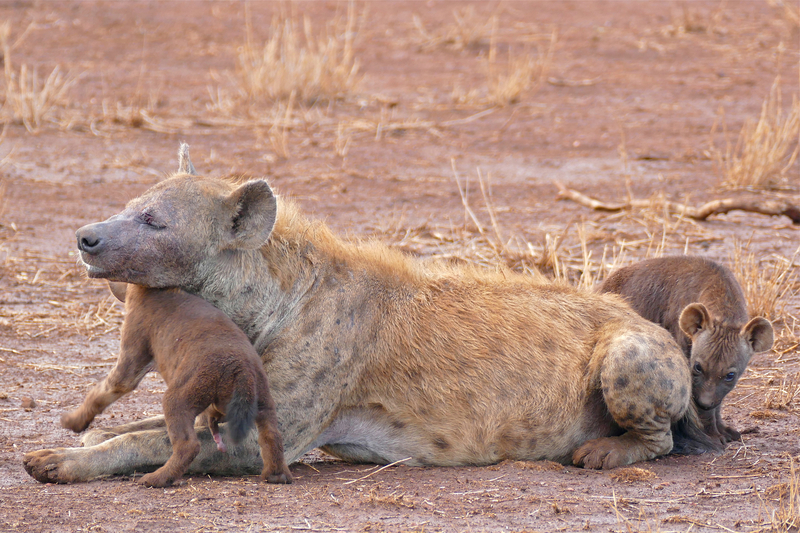 spotted hyena, laughing hyena (Crocuta crocuta); DISPLAY FULL IMAGE.