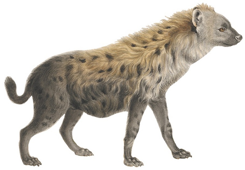 spotted hyena, laughing hyena (Crocuta crocuta); DISPLAY FULL IMAGE.