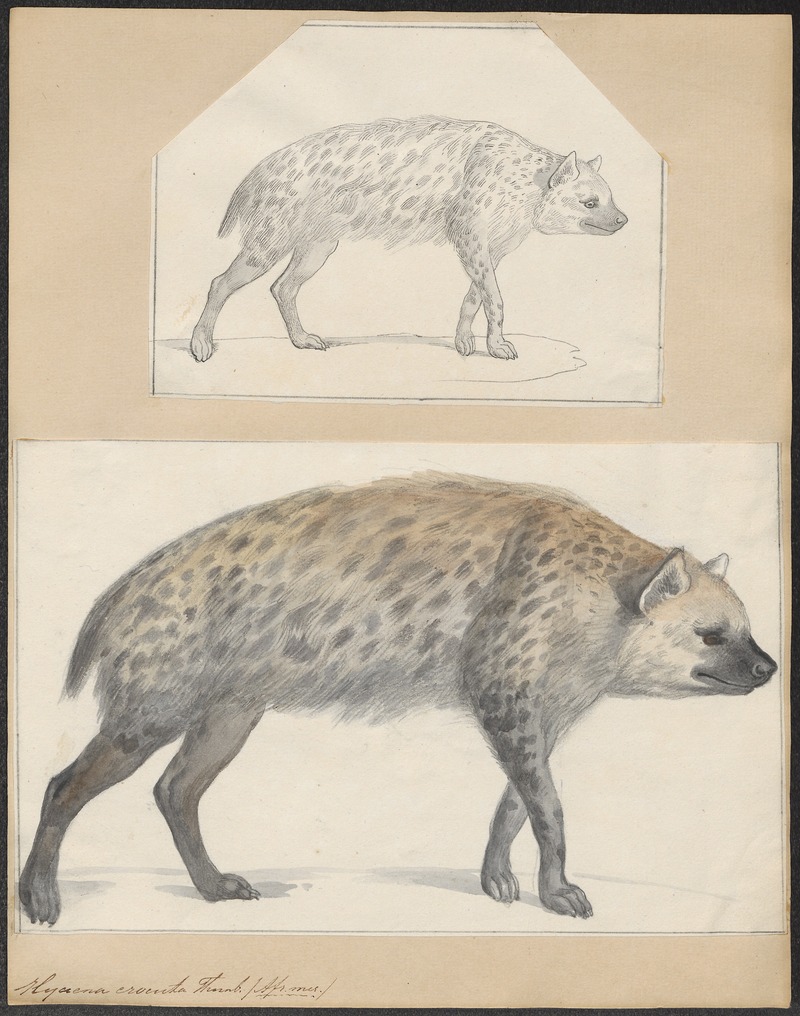 spotted hyena, laughing hyena (Crocuta crocuta); DISPLAY FULL IMAGE.