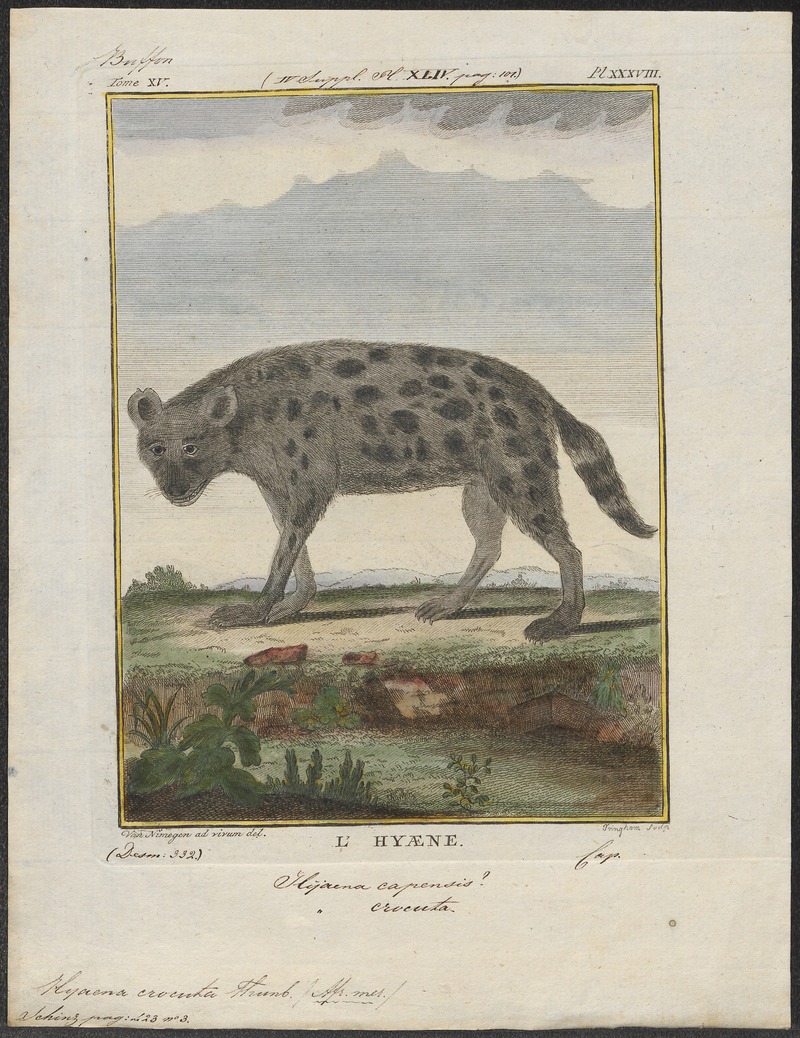 spotted hyena, laughing hyena (Crocuta crocuta); DISPLAY FULL IMAGE.