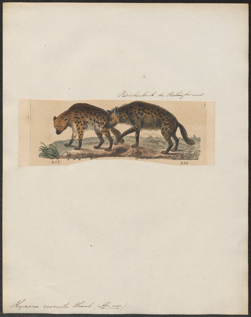 spotted hyena, laughing hyena (Crocuta crocuta); DISPLAY FULL IMAGE.